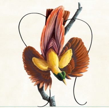 Oiseaux de Paradis