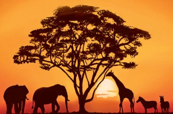 Écosystème - Savane
