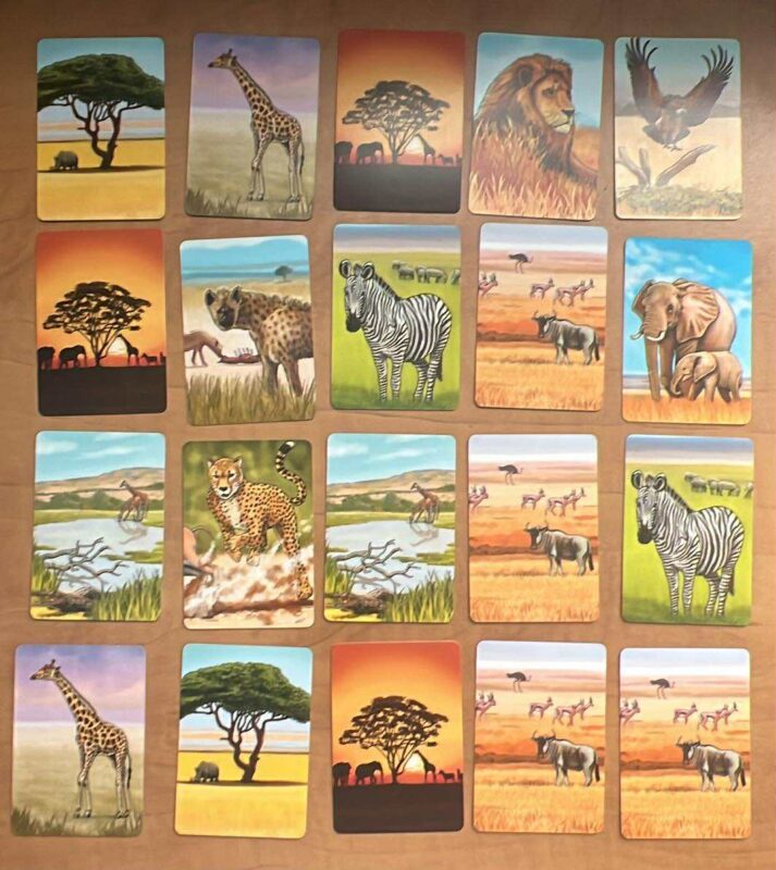 Écosystème - Savane