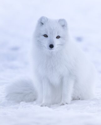 Arctic