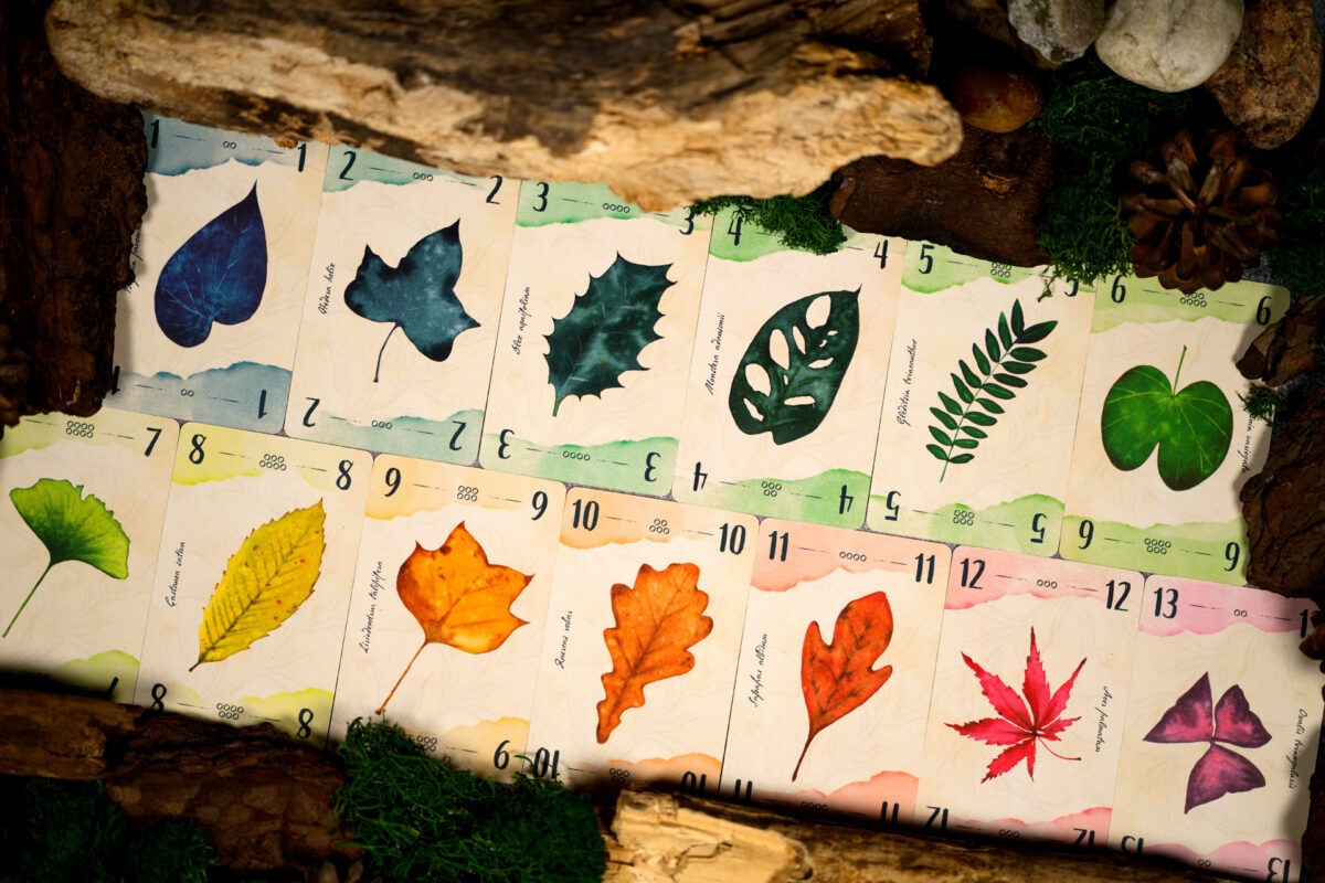 13 feuilles
